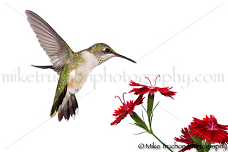 Hummingbird Migration – 2012