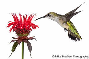Attracting Hummingbirds and Orioles