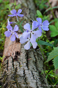 Secrets for Gorgeous Flower Photos