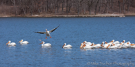 Pelican Pond