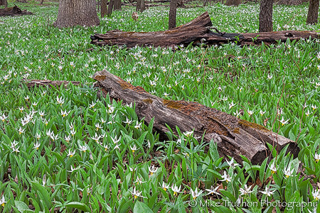 White Trout Lily, a Magical Wildflower for Spring