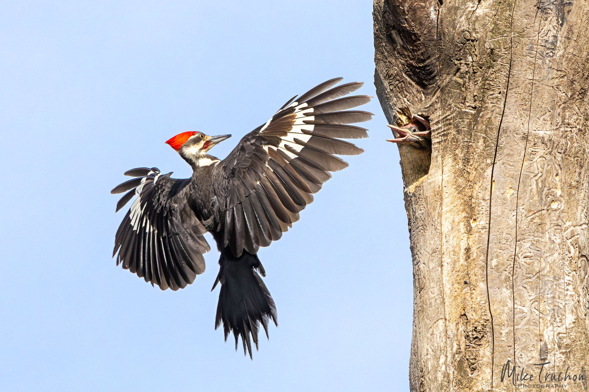 Pileated Woodpecker of Spears Woods