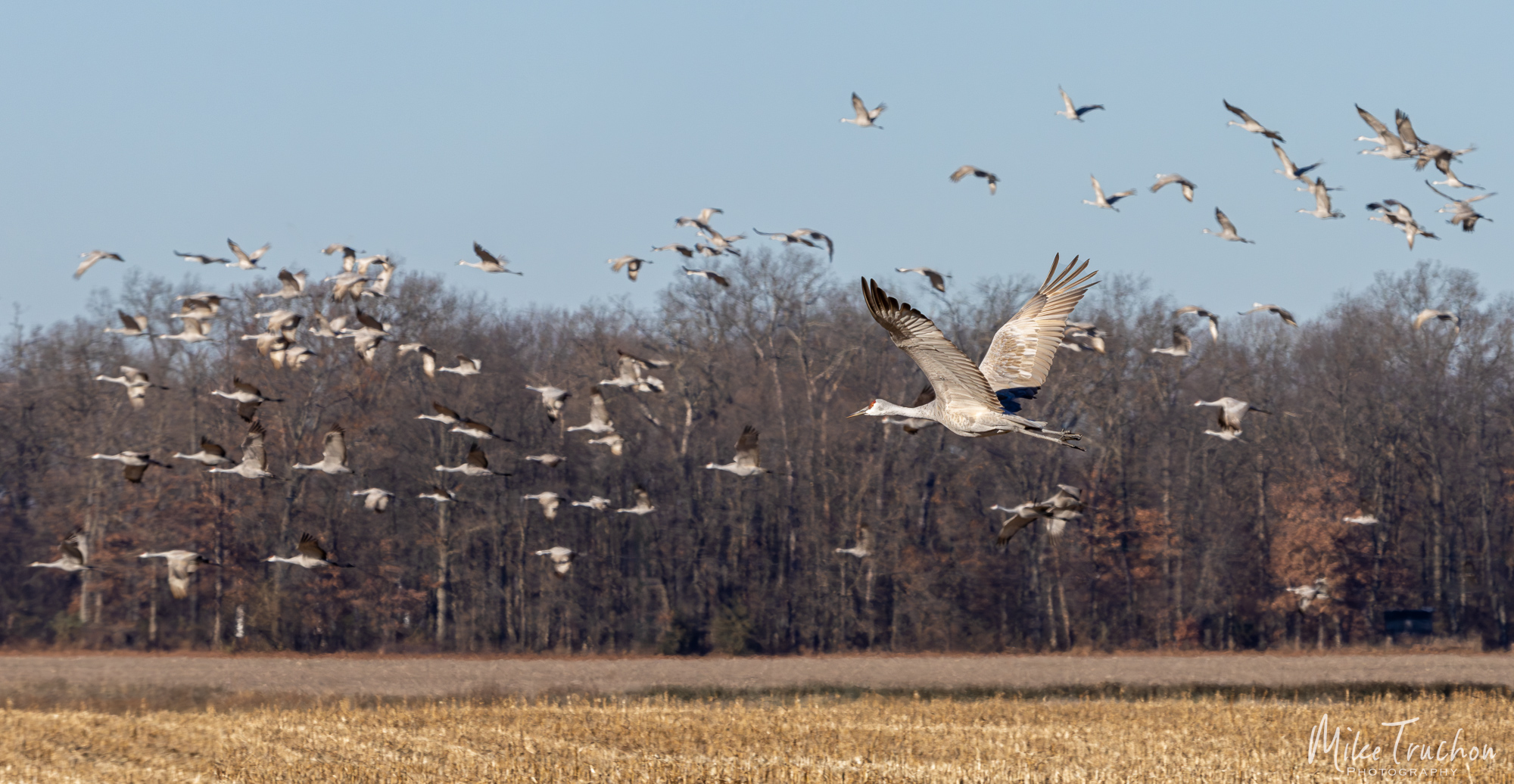 The Sandhill Cranes of Jasper-Pulaski